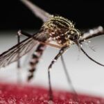 Un mosquito Aedes Aegypti, causante de propagar el dengue, entre otras enfermedades