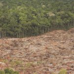 La deforestación es uno de los efectos perniciosos de la sobreexplotación de los cultivos de palma