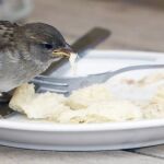 Un gorrión «roba» comida de un plato
