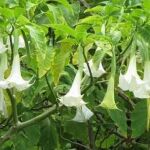 La planta donde se extrae la burundanga