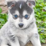 Pomsky, perro de cruce entre husky y pomerania