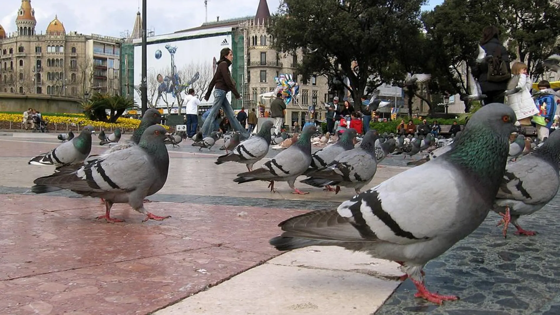 Palomas en la Plaza de Cataluña de Barcelona