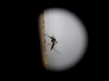 El mosquito de la variedad «Aedes aegytpi», el cual transmite el virus del zika, dengue y chikungunya El mosquito de la variedad «Aedes aegytpi», el cual transmite el virus del zika, dengue y chikungunya