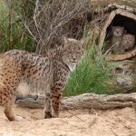 Un ejemplar de lince ibérico muere atropellado en Badajoz