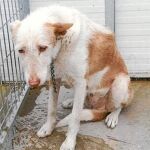 LA RAZÓN te ayuda a adoptar una mascota