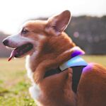 La tecnología puede ayudarnos a conocer las emociones de nuestras mascotas registrando sus constantes vitales