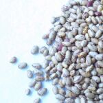 Secuenciar la judía será clave no sólo para mejorar su producción, sino también para mejorar la conservación de las variedades genéticas iberoamericanas