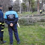 El derrumbe del pino se produjo cerca del Paseo de Coches, ante la mirada de varios visitantes al parque