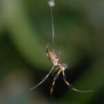 La extraordinaria resistencia de la tela de araña