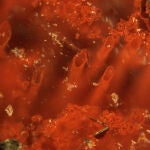 EL fósil está formado por filamentos diminutos y tubos formados por bacterias
