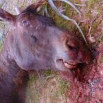 El caballo fue matado a palos tras un mal resultado en una carrera en Manacor