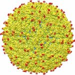 Estructura del virus