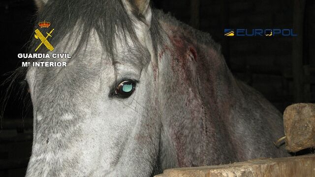 Demantelada una red que vendía carne de caballo no apta para el consumo