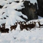 Venados entre la nieve en el concejo de Aller (Asturias)/Efe