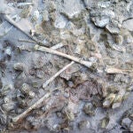 Análisis de los restos de pterosaurios encontrados