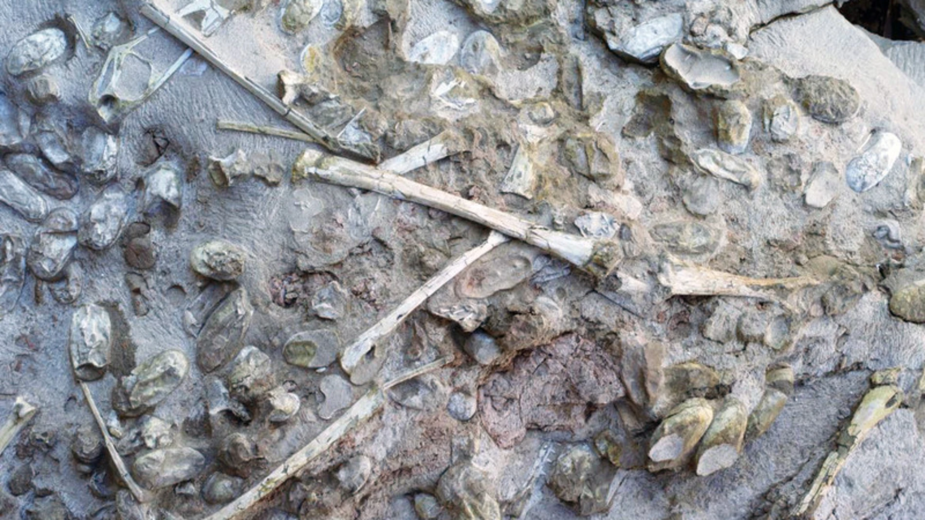 Análisis de los restos de pterosaurios encontrados