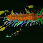 El único fósil conocido del Aquilonifer spinosus
