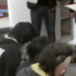 Los cinco arrestados (en Madrid y Las Matas) eran del colectivo Straight Edge, una rama radical del anarquismo. Eran veganos y no bebían alcohol ni tomaban drogas