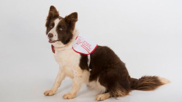 La perra Yuca, una Border collie, ayuda a los investigadores a desarrollar métodos más precisos y menos invasivos para detectar el cáncer de próstata