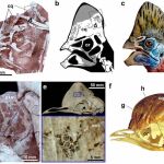 Descubren una nueva especie de dinosaurio de cuello largo y con cresta en China
