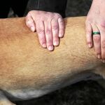 En un centro de Elizondo, en Navarra, los perros ayudan en la terapia de personas con problemas de salud mental y captan sus emociones