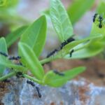Hormigas fotografiadas en un jardín, en una imagen de archivo