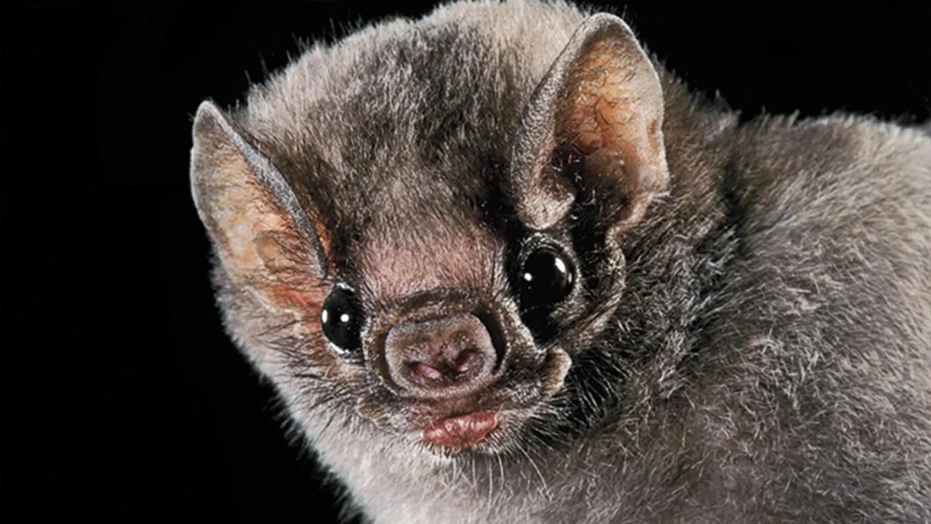 El Diphylla ecaudata, es una de las tres especies de murciélago que se alimentan de sangre humana