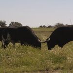 Toros de una ganadería