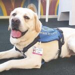 Los perros van identificados dentro del recinto hospitalario como parte del personal del mismo