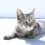 El gato es un animal de compañía que está en 2,5 millones de hogares españoles