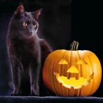 En Egipto se los consideraba animales sagrados relacionados con el culto a la diosa Bastet. Sin embargo, en la Inglaterra victoriana se consideraba que si unos novios recién casados se encontraban con un gato negro, esto simbolizaba prosperidad en el matrimonio.