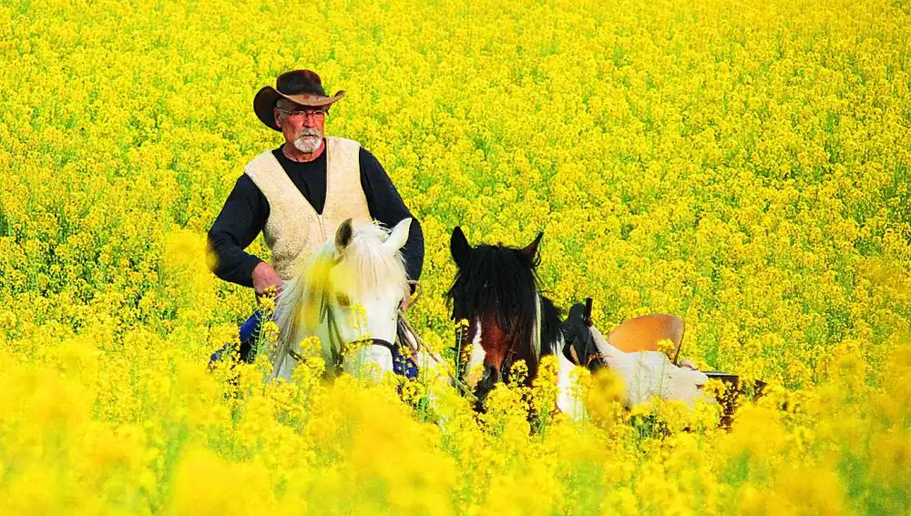 ¿Parecería un vaquero en Estados Unidos, no es así? En realidad es un agricultor que atraviesa un campo cultivado de colza en un terreno cercano a Quintana del Castillo (León).
