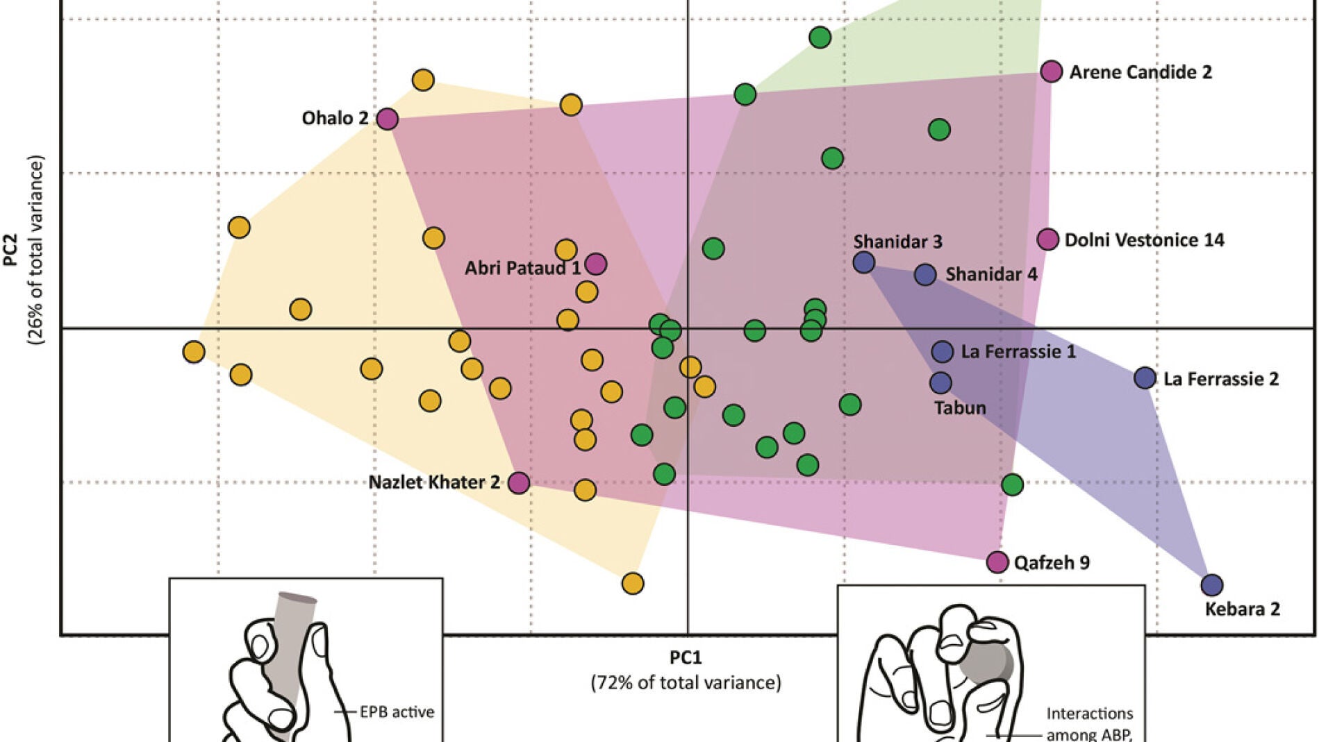 Comparativa realizada con manos de neandertales y de individuos contemporáneos / Science Advances