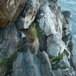 Festuca rubra en un acantilado