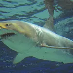 Imagen del tiburón blanco en el acuario nipón