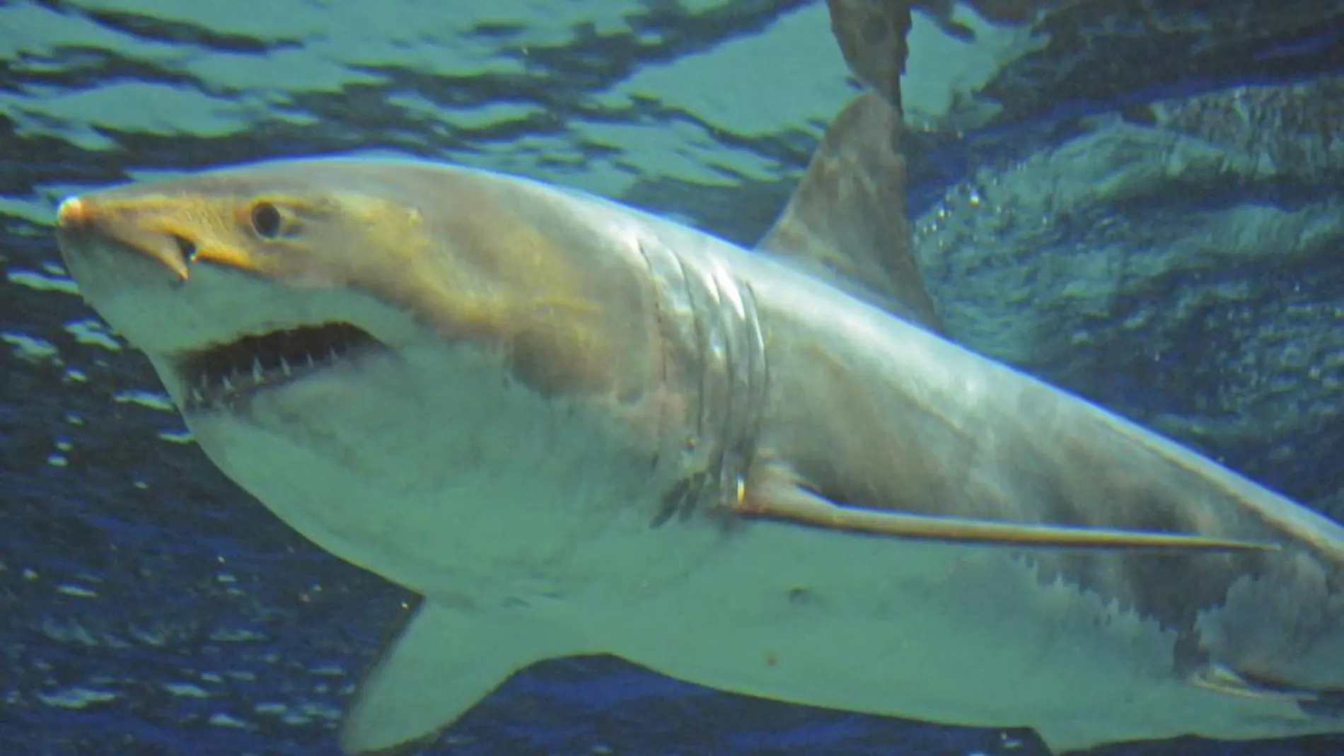 Imagen del tiburón blanco en el acuario nipón
