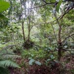 Soldados de las tropas británicas camuflados entre la vegetación de Brunei