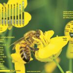 Abejas, últimas víctimas de los robos