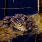 Ejemplar de rana verde centroeuropea (Pelophylax lessonae)