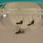 Varios mosquitos transmisores del dengue / Reuters