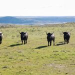 Ejemplares de Victorino Martín pastan en la finca de «Las Tiesas de Santa María»
