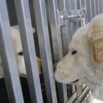 Los lobos y los perros reaccionan ante la injusticia como los humanos