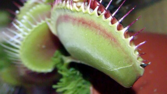 Una planta carnívora en un zoo de Polonia