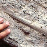 Fósiles de Canarias reflejan el cambio que hizo a Europa un lugar templado