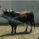Los toros de Fuente Ymbro para el primer encierro de Pamplona