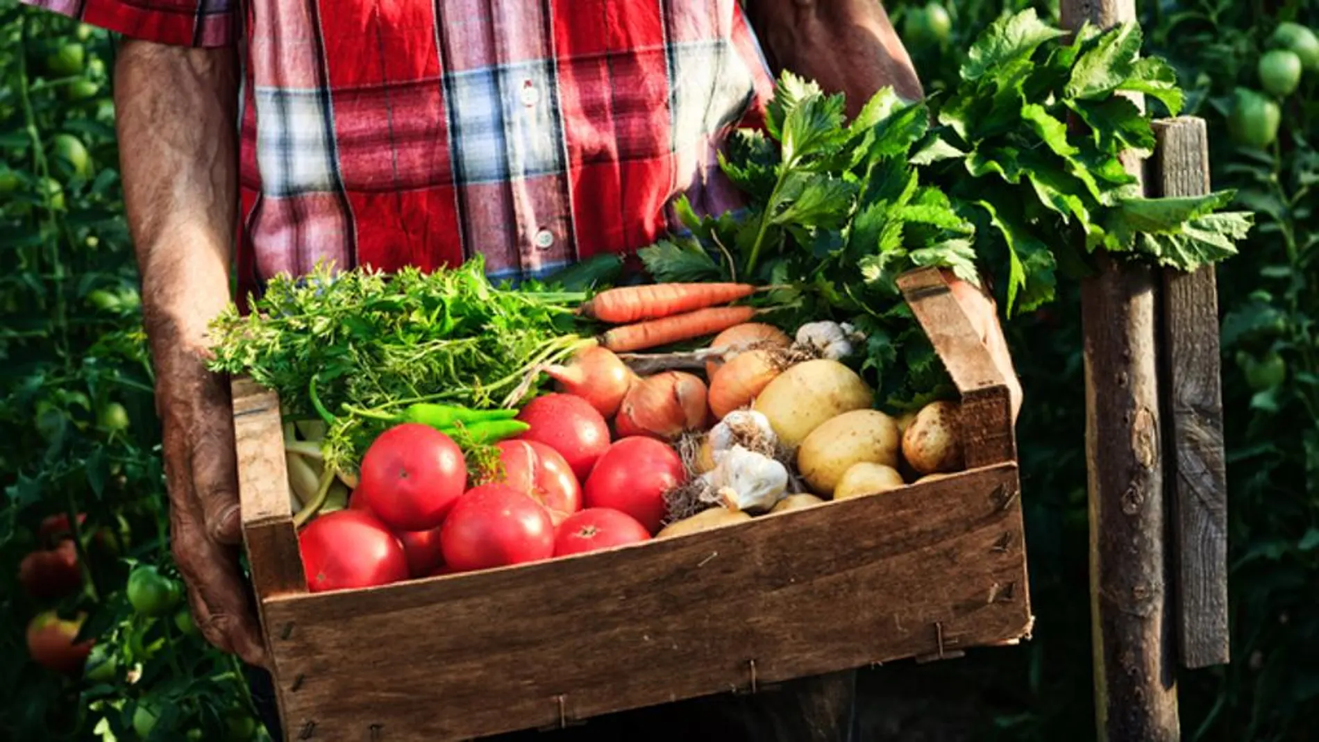 En España el mercado ecológico está en auge