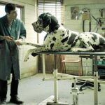 Marcello Fonte da vida al protagonista del filme, de Matteo Garrone, un peluquero canino