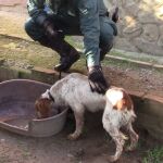 La Guardia Civil rescata a unos 50 animales en estado de abandono y hacinados en Cádiz