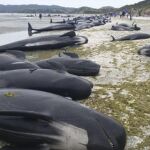 Ballenas varadas en una playa de Farewell Spit en la Bahía Dorada de Nueva Zelanda