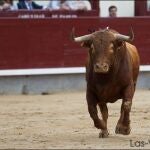 «Durmiente», de la ganadería de Montealto, mejor toro del año en Las Ventas